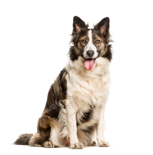 Preview: Mixed breed dog sitting against white background