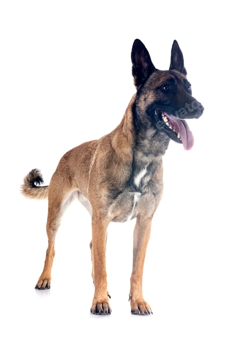 Preview: malinois in studio