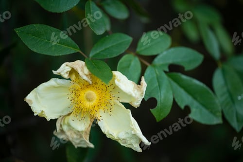 Preview: withering wild rose flowers