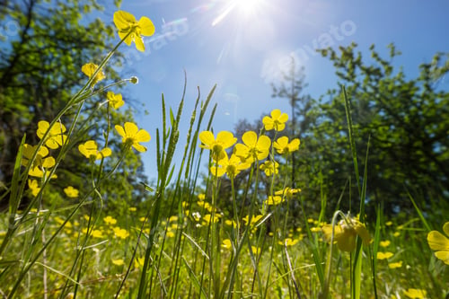 Preview: Wildflowers