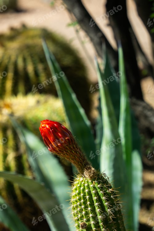 Preview: Blooming Cactus Flower in Desert Botanical Garden