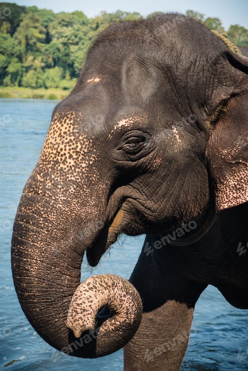 Preview: Elephant washing in the river