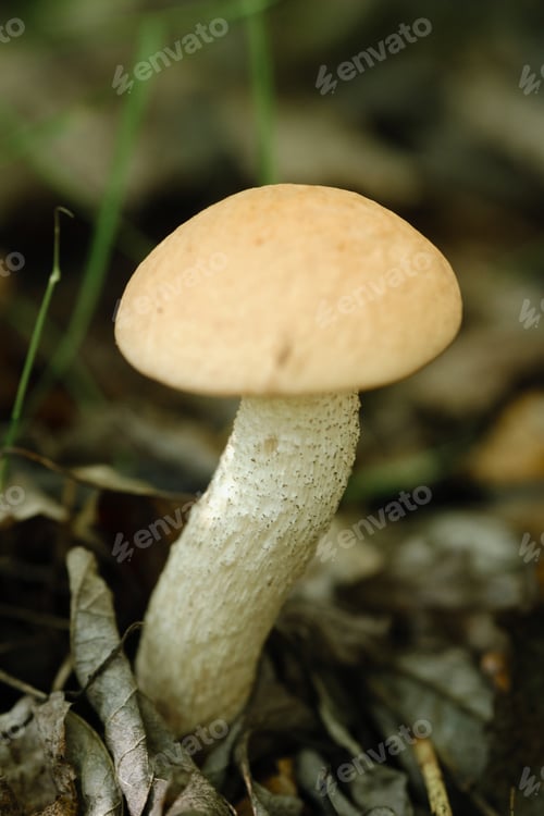 Preview: An edible aspen mushroom growing in the forest. Mushrooms in the forest. Mushroom picking