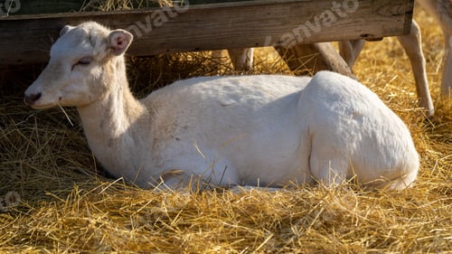 Preview: White deer lays peacefully in a bed of hay near a rural farmstead