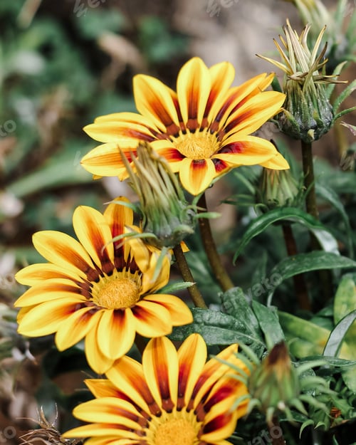 Preview: Gazania brilliant flower, African daisies, Asteraceae. Floral natural background. Springtime. N