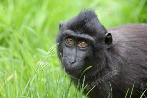 Preview: The Celebes crested macaque (Macaca nigra)