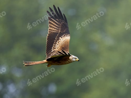 Preview: Red kite (Milvus milvus)