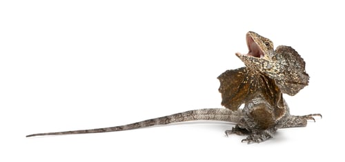 Preview: Frill-necked lizard, also known as the frilled lizard, Chlamydosaurus kingii