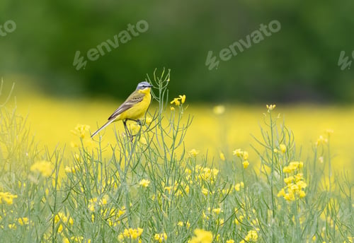 Preview: Western Yellow Wagtail, Motacilla flava. A bird sits in a field of flowering rapeseed