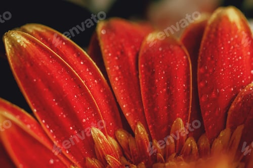 Preview: Red gerbera flower with drops on the petals.