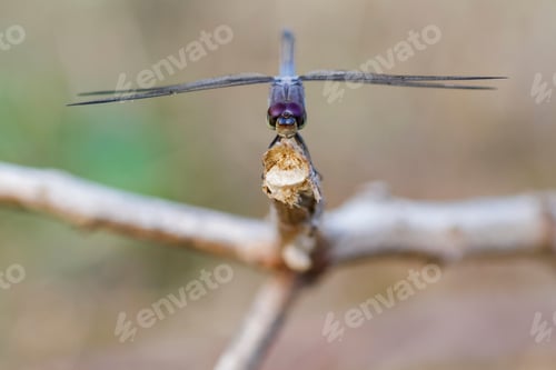 Preview: dragonfly