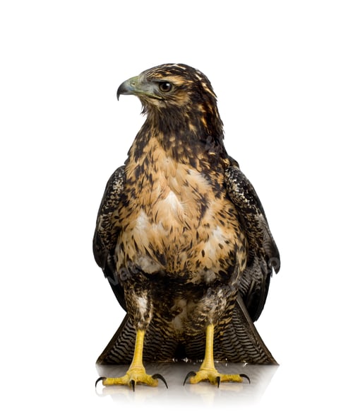 Preview: Young Black-chested Buzzard-eagle () - Geranoaetus melanoleucus