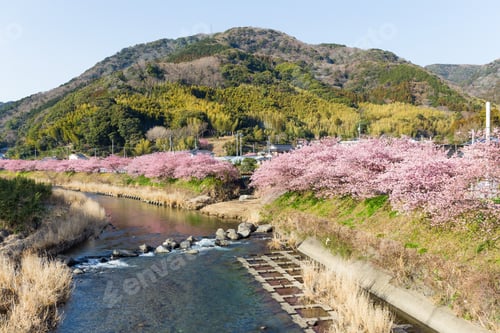 Preview: Sakura tree in kawazu city