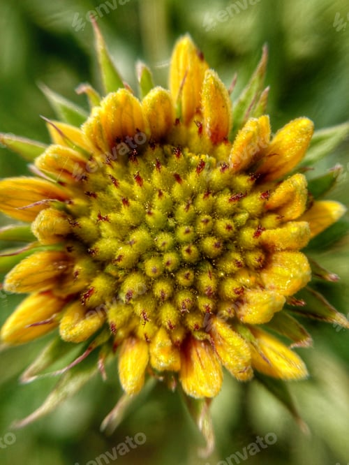 Preview: Extreme Close-up of Yellow Gaillardia Flower