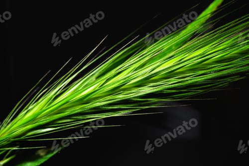Preview: Green spikelet on black background macro shot