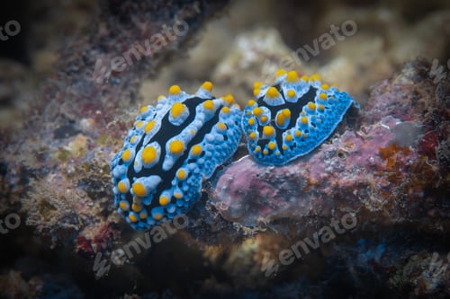 Preview: two beautiful nudibranchs on a coral, macro shot