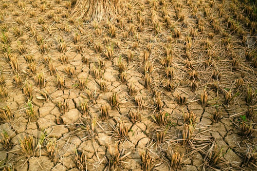 Preview: Rice stubble harvested in dry field on farmland
