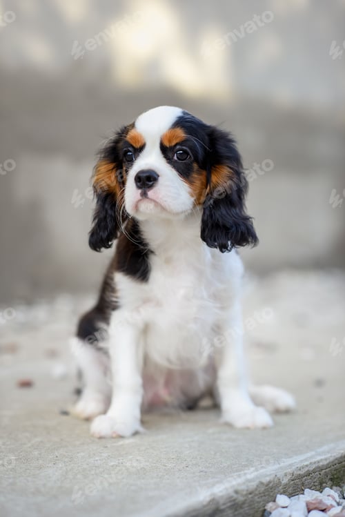 Preview: large portrait of a cavalier king charles spaniel tricolor puppy dog