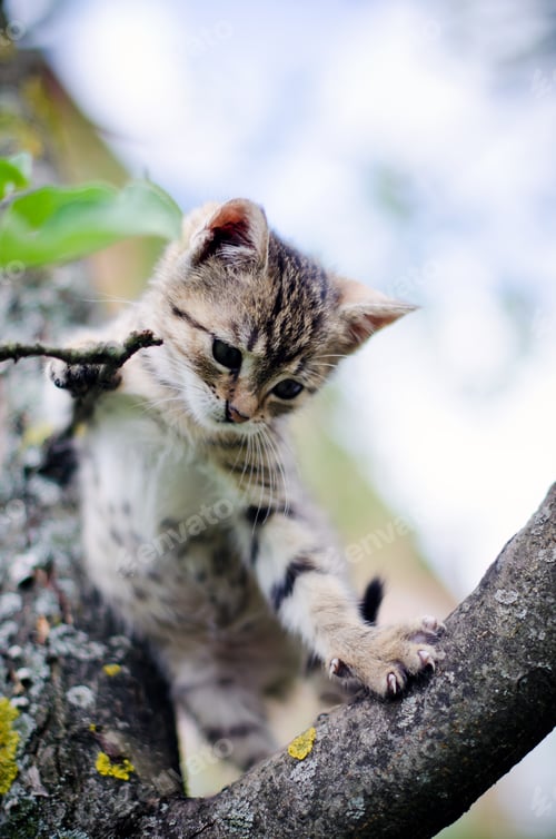 Preview: A Cat sitting on a tree