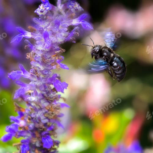 Preview: Violet carpenter bee flying to a sage flower