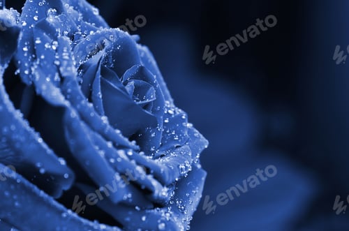 Preview: Fresh and wet phantom blue rose with droplets in macro photography