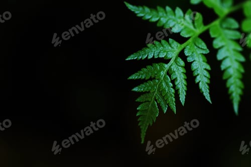 Preview: Close-up green fern leaf on black background