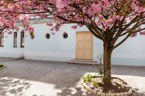 Preview: blossoming pink flowers on sakura tree near building on street