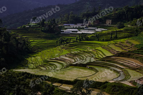 Preview: The paddy field.
