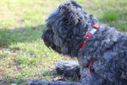 Preview: Cute dog in park
