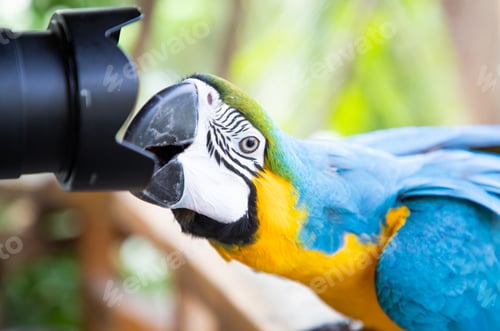 Preview: beautiful Blue-and-Yellow Macaw in rainforest