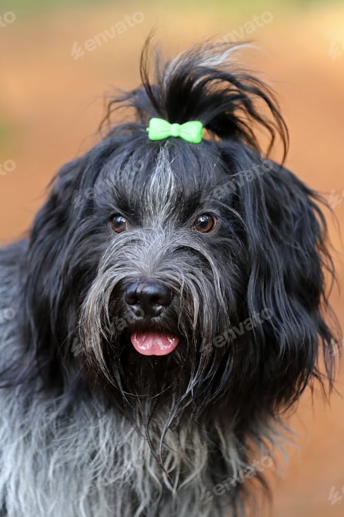Preview: close up shot of Schapendoes dog with bow hairclip on fur