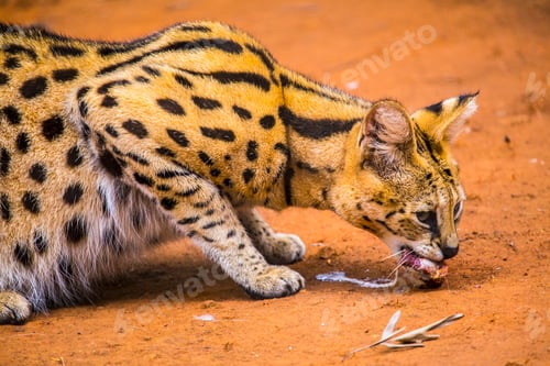 Preview: A wild Masai Mara cat eating at the Nairobi Orphanage, Kenya