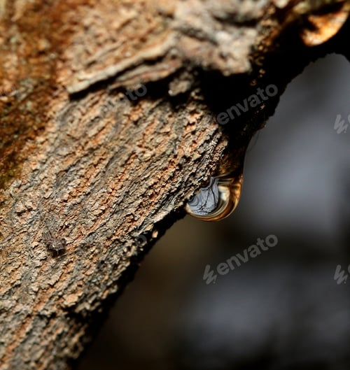 Preview: Raindrop On Tree - Close Up Photograph Of A Raindrop On A Tree, With Reflections In The Drop Of