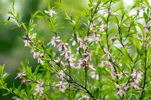 Preview: Louisiana three-lobed almond blossoms in spring