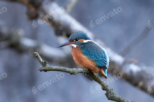Preview: Common kingfisher (Alcedo atthis)