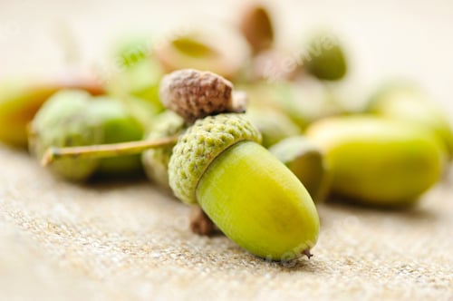 Preview: Acorns on sacking