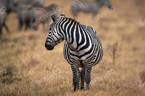 Preview: Closeup of a plains zebra in a meadow in Ngorongoro Conservation Area in Tanzania