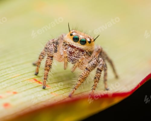 Preview: Tiny Jumping Spider on a Colorful Leaf