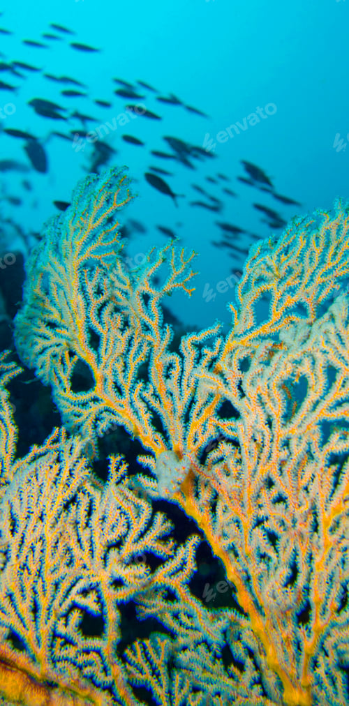 Preview: Sea Fan, Lembeh, Indonesia