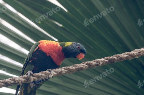 Preview: Colorful parrot against green exotic leaf