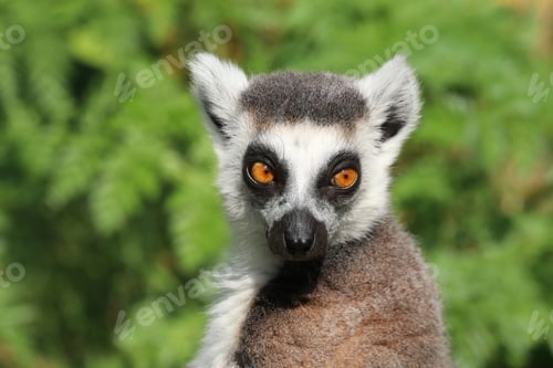 Preview: Portrait of a Ring-Tailed Lemur in a Natural Green Habitat