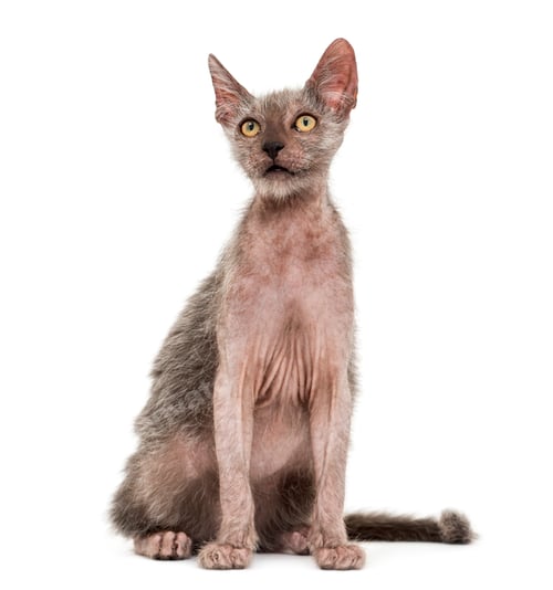 Preview: Kitten Lykoi cat, 3 months old, also called the Werewolf cat against white background