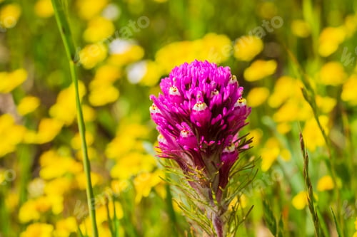 Preview: Owl's clover (Castilleja exserta) blooming among Goldfield flowers, California