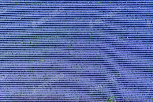 Preview: Lavender field