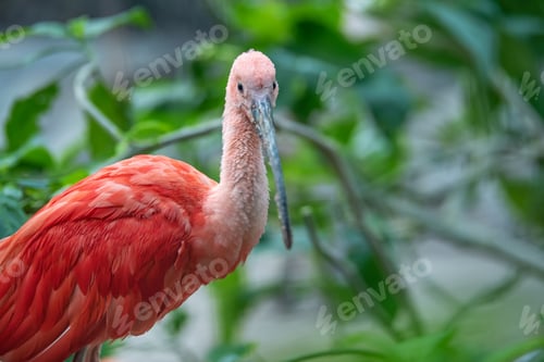 Preview: Beautiful red bird, Scarlet Ibis