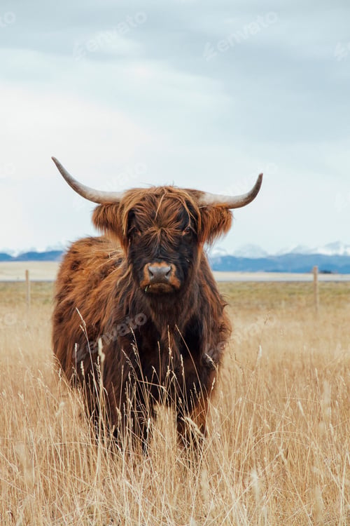 Preview: Highland cow with mountains in background