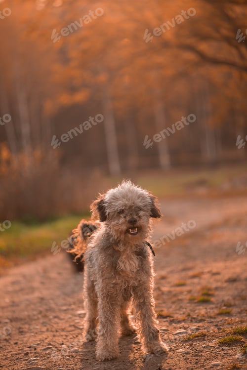 Preview: Small dog walking calmly along forest path