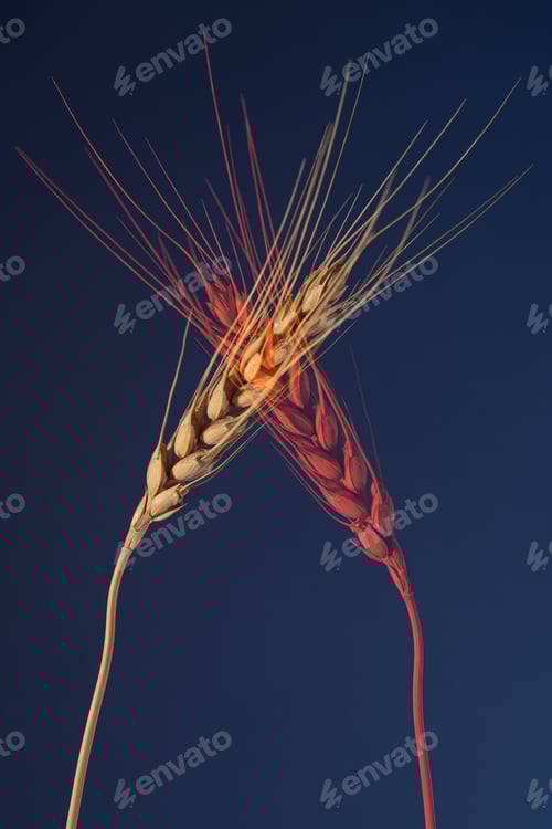Preview: Wheat on a dark blue red background, doubling effect.