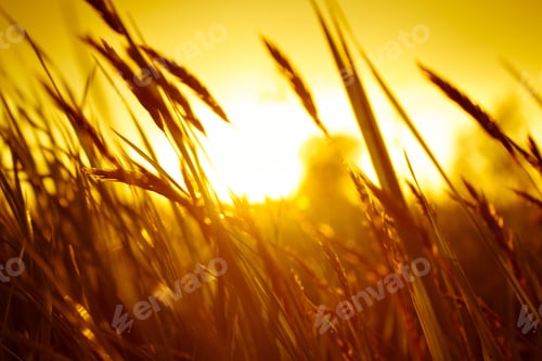 Preview: Beautiful relaxing scenery of cornfield during sunset