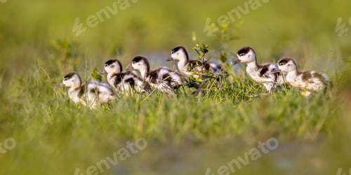 Preview: Row of cute Shelduck ducklings running in a row